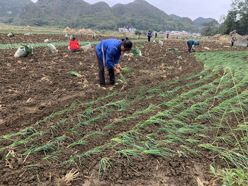 鎮(zhèn)寧馬廠鎮(zhèn) 秋耕冬種正當時，土地輪作促增收