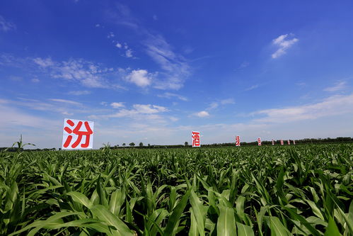 谷香入酒 從一瓶汾酒看中國農(nóng)耕文明的千年傳承