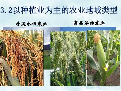 以種植業(yè)為主的農(nóng)業(yè)地域類(lèi)型——谷物種植之美
